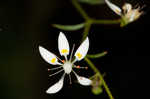 Michaux's saxifrage